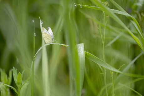 Vlinder in het gras