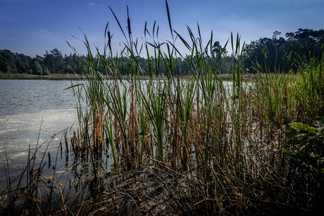 Meer in het bos