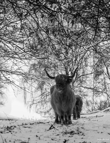 Schotse hooglanders prachtig in de sneeuw