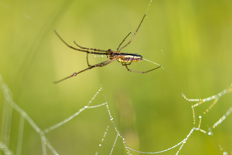 Strekspin onbekend. (Tetragnatha spec)