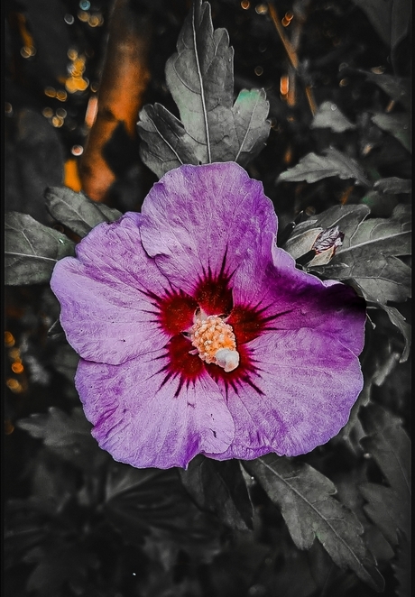 Macro 
