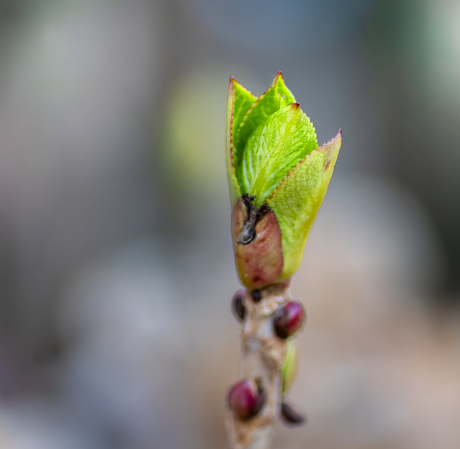 Blad (nog) in de knop