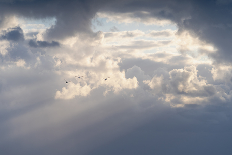 Vogelvlucht