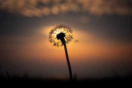 Paardenbloem