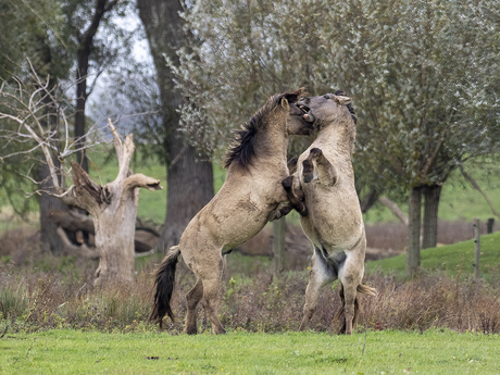 Konikpaarden