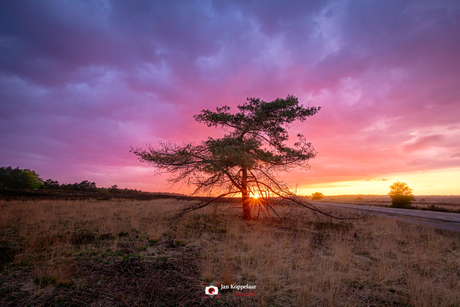 Sunset-Tree