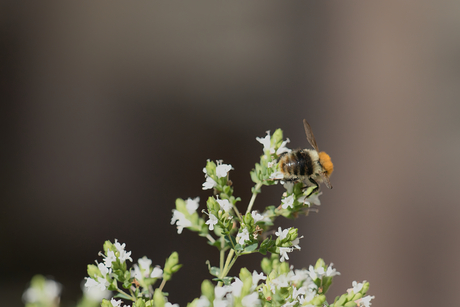 Bzzzzz...