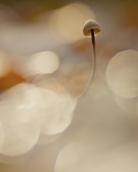 World of bokeh 