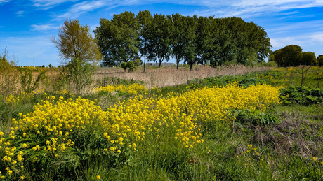 Mooie voorjaars natuur 