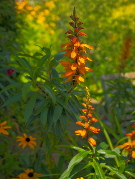 Isoplexis isabelliana 