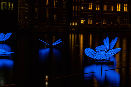 Amsterdam Lightfestival, Blue Butterflies