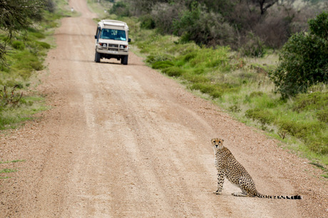 Tanzania_Cheeta_2023