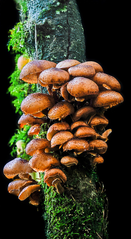 Paddenstoelen altijd leuk