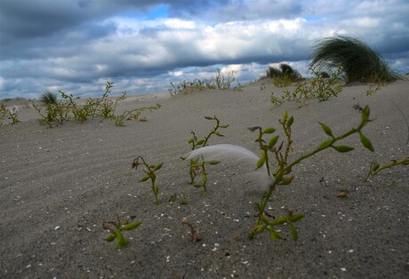 Leven in duin noordzee