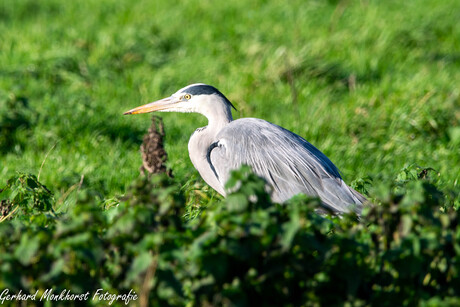 Reiger in het groen