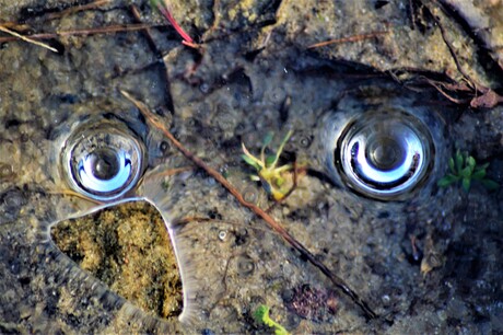 Twee ogen in een bevroren waterplas