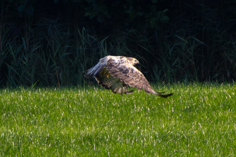 Buizerd maakt zich uit de voeten