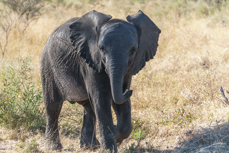 Baby olifant