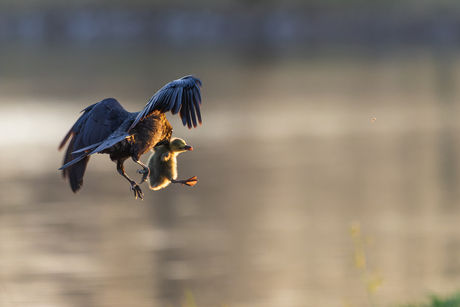 Kraai met Ganzenpulletje
