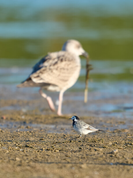 Vogels op Vogelmeer