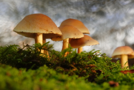 Paddenstoelen in Clingendael