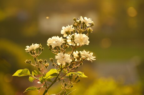 Golden Hour