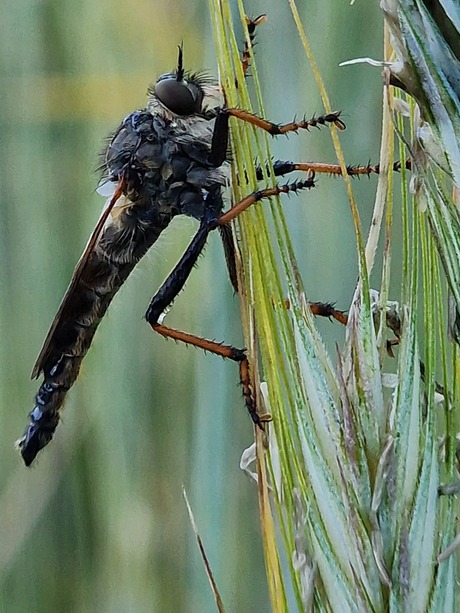  Neomochtherus (zwartdijroofvlieg)