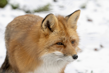 Vos in de sneeuw