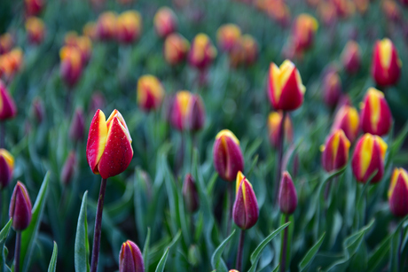 tulpenveld