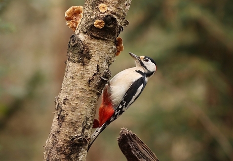 grote bonte specht