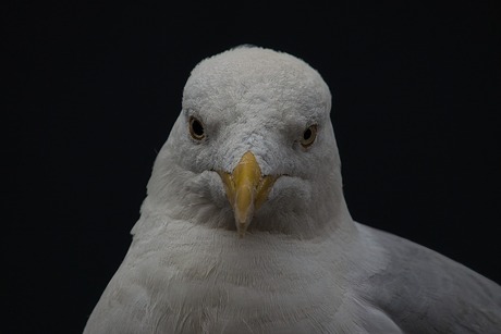 Close up Zilvermeeuw