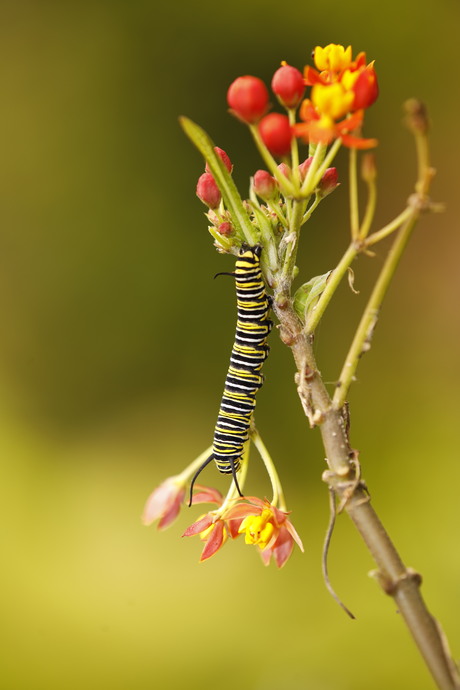 Rups Monarch vlinder