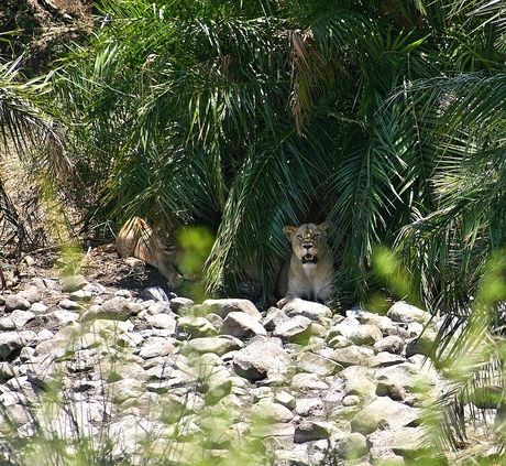 even de kat uit de boom kijken