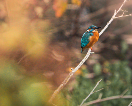 Ijsvogel tussen de herfstbladeren