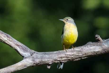 Grote gele Kwikstaart 