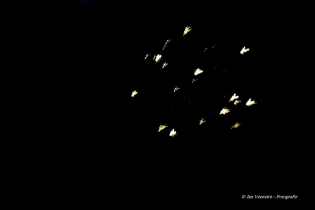 fireflies? 
