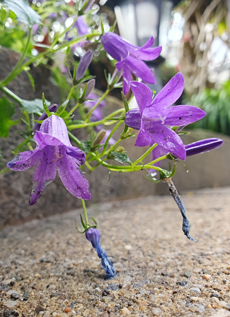 ..... de ontsnapping....