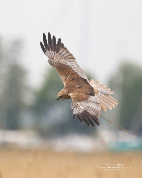 Bruine kiekendief