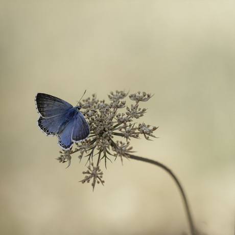 Hemels blauw