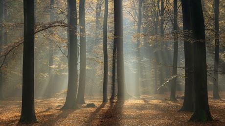 De sfeer van de herfst