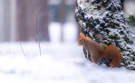 Wat is dat witte spul?