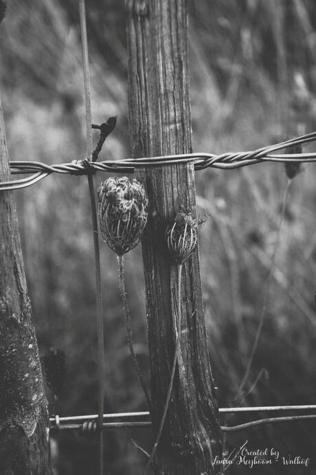 Uitgebloeide winter peen