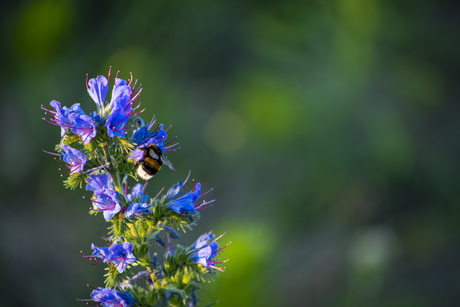 Bee happy