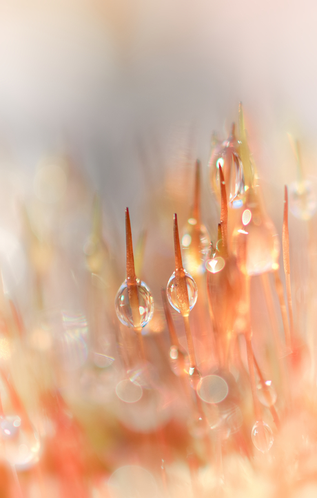Polytrichum piliferum