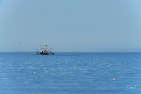 Vissen