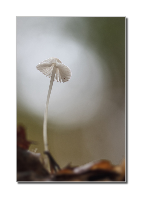 Eenzame paddestoel 2