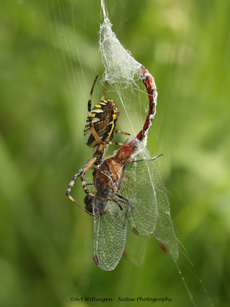 Wespspin met een Heidelibel 