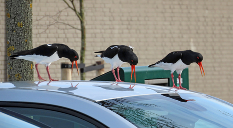 woest op spiegelbeeld