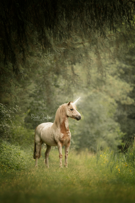Unicorn pony