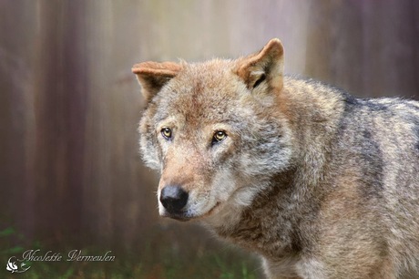 Portret van een wolf